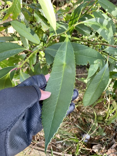 Ilex latifolia (Ilex latifolia)
