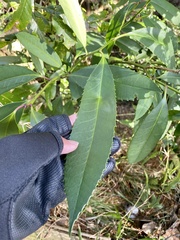 Ilex latifolia