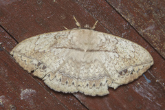 Sphingognatha asclepiades