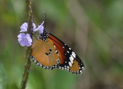 Danaus chrysippus