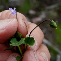 Viola silicestris