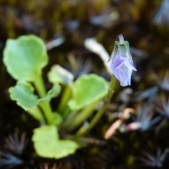 Viola silicestris
