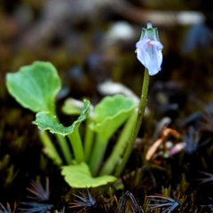Viola silicestris