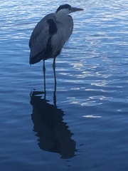Ardea cinerea