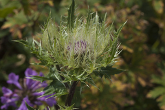 Cirsium obvallatum