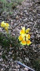 Linaria buriatica