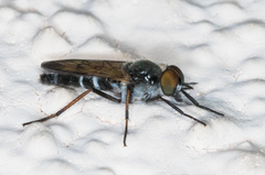 Ozodiceromyia nigrimana