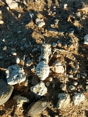 Eremiaphila brunneri