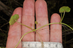 Hydrocotyle pterocarpa