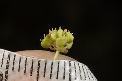 Hydrocotyle pterocarpa