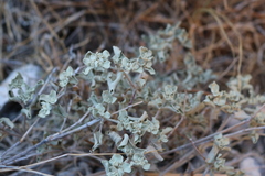 Leucophyllum minus
