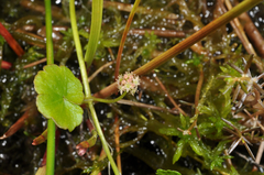Hydrocotyle pterocarpa