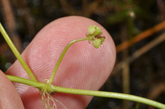 Hydrocotyle pterocarpa