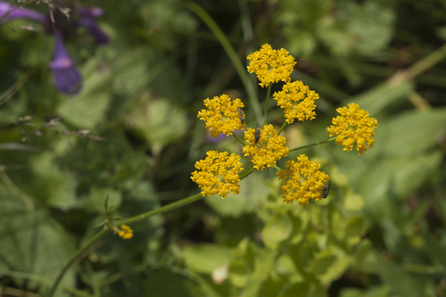 Pastinaca aurantiaca