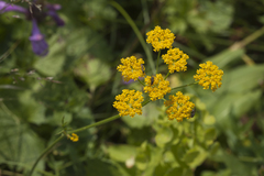 Pastinaca aurantiaca