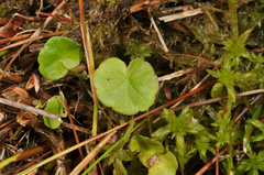 Hydrocotyle pterocarpa