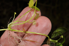 Hydrocotyle pterocarpa