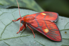 Sarbine flavodiscalis