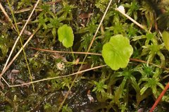 Hydrocotyle pterocarpa