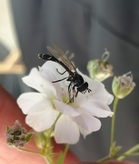 Dioprosopa clavata