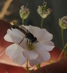 Dioprosopa clavata