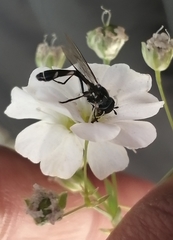 Dioprosopa clavata