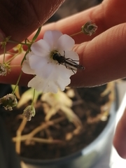 Dioprosopa clavata