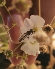 Dioprosopa clavata