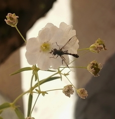 Dioprosopa clavata