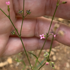 Cordylostigma virgatum