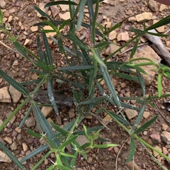 Cordylostigma virgatum