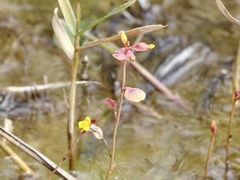 Utricularia bifida
