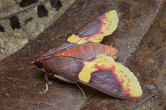 Pachynoa purpuralis