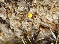 Utricularia bifida