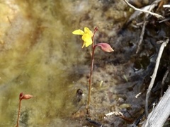 Utricularia bifida