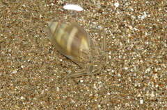Olivella columellaris