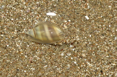 Olivella columellaris