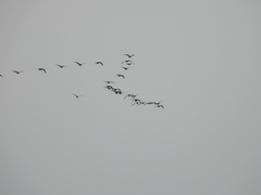 Branta hutchinsii