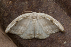 Callidrepana gelidata