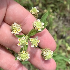 Lippia rehmannii