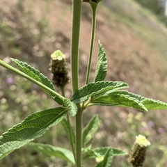 Lippia rehmannii