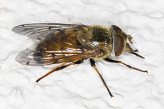 Copestylum haagii