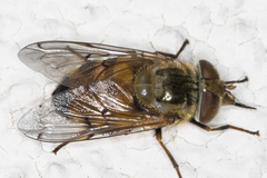 Copestylum haagii