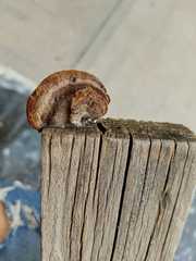 Gloeophyllum striatum