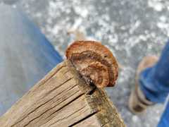 Gloeophyllum striatum