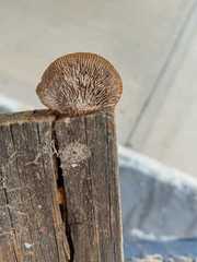 Gloeophyllum striatum