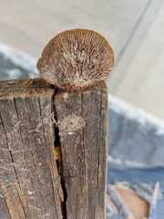 Gloeophyllum striatum