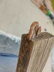 Gloeophyllum striatum