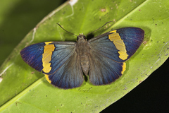Chaetocneme porphyropis