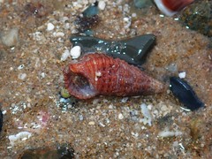 Cerithium coralium